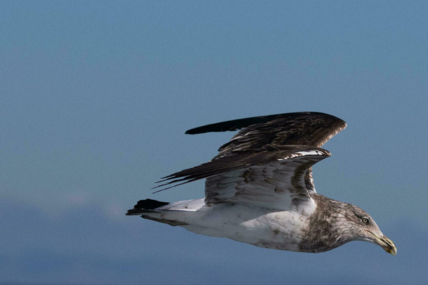 Süd- schwarz unterstützt Möwe foto