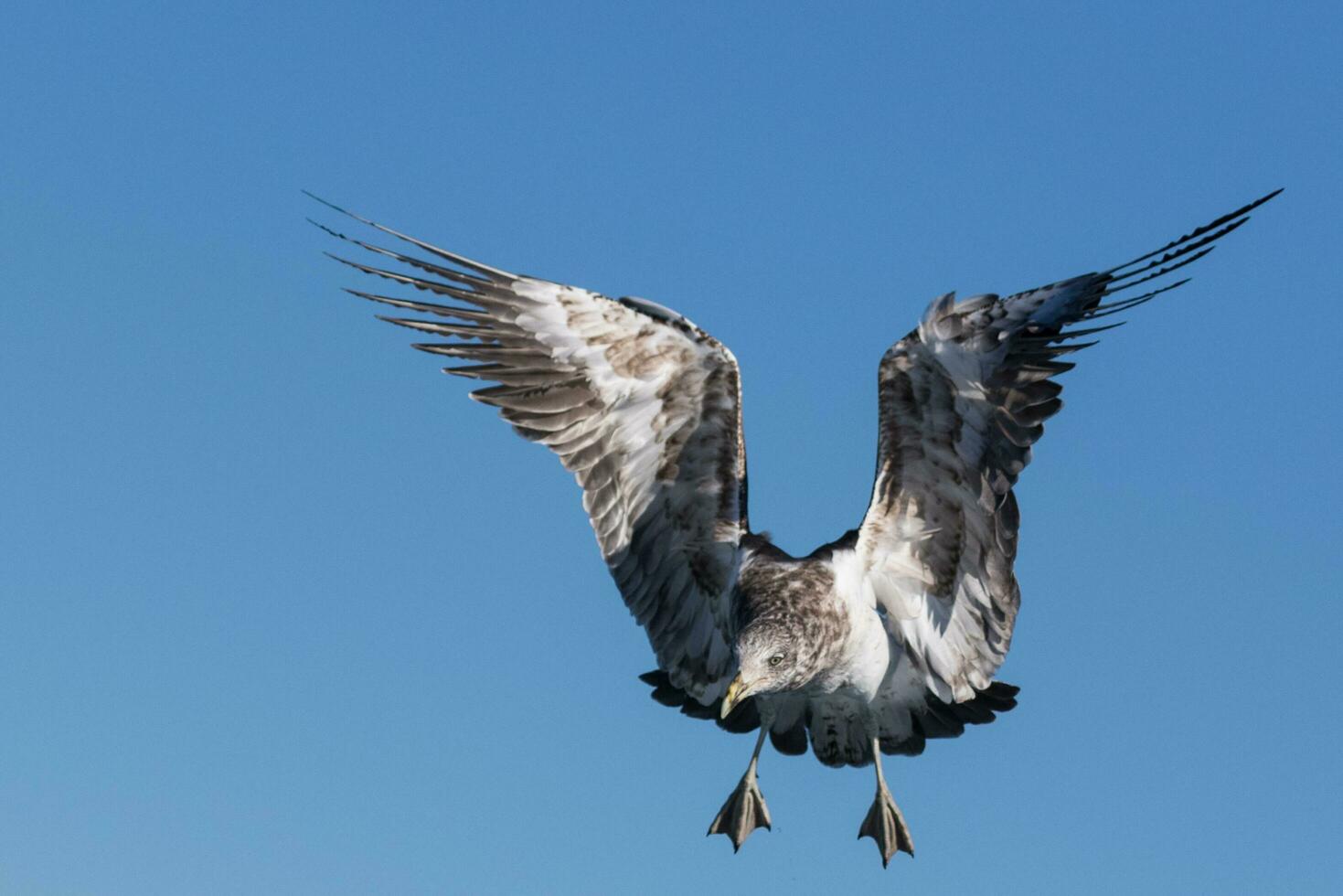 Süd- schwarz unterstützt Möwe foto