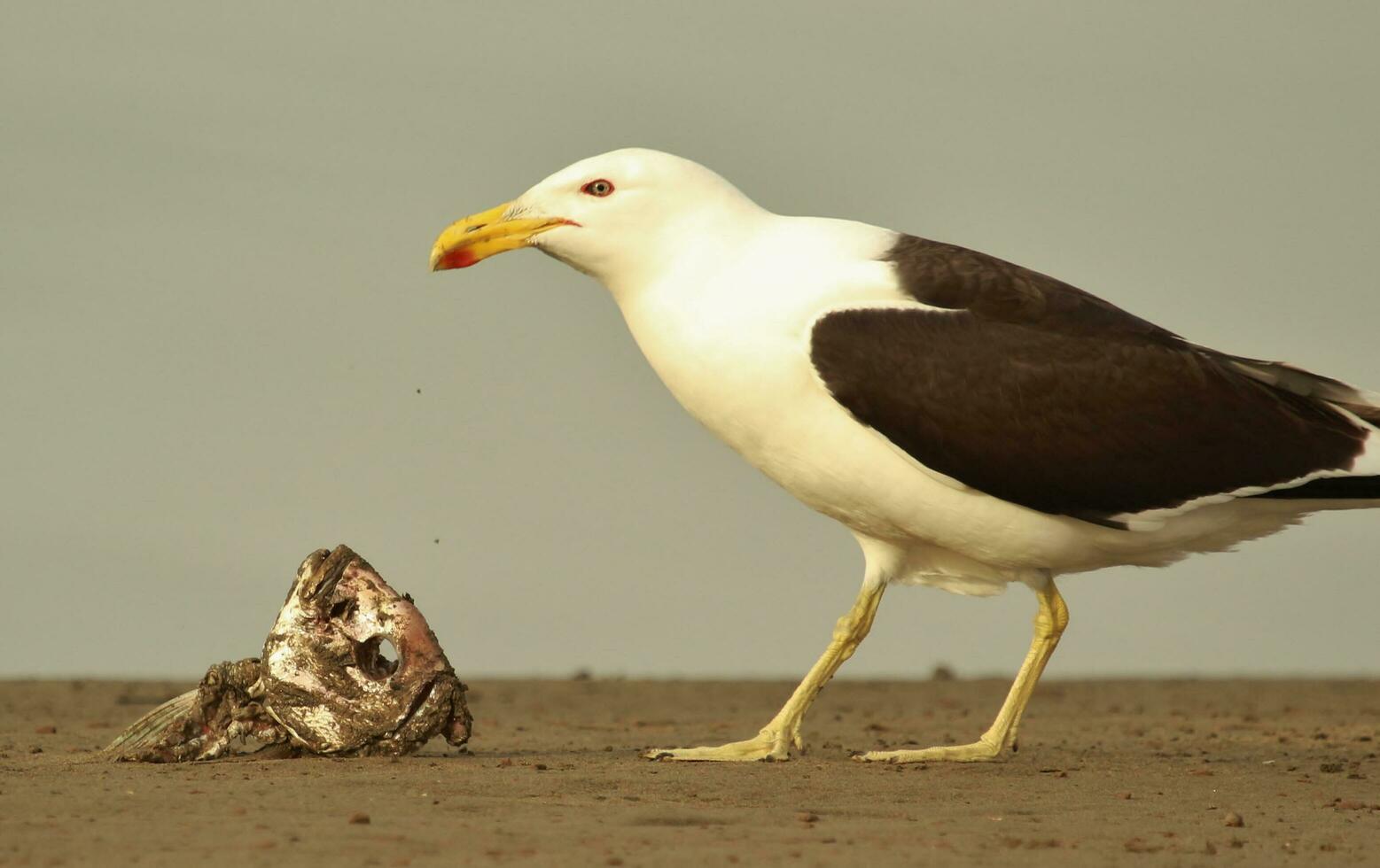 Süd- schwarz unterstützt Möwe foto