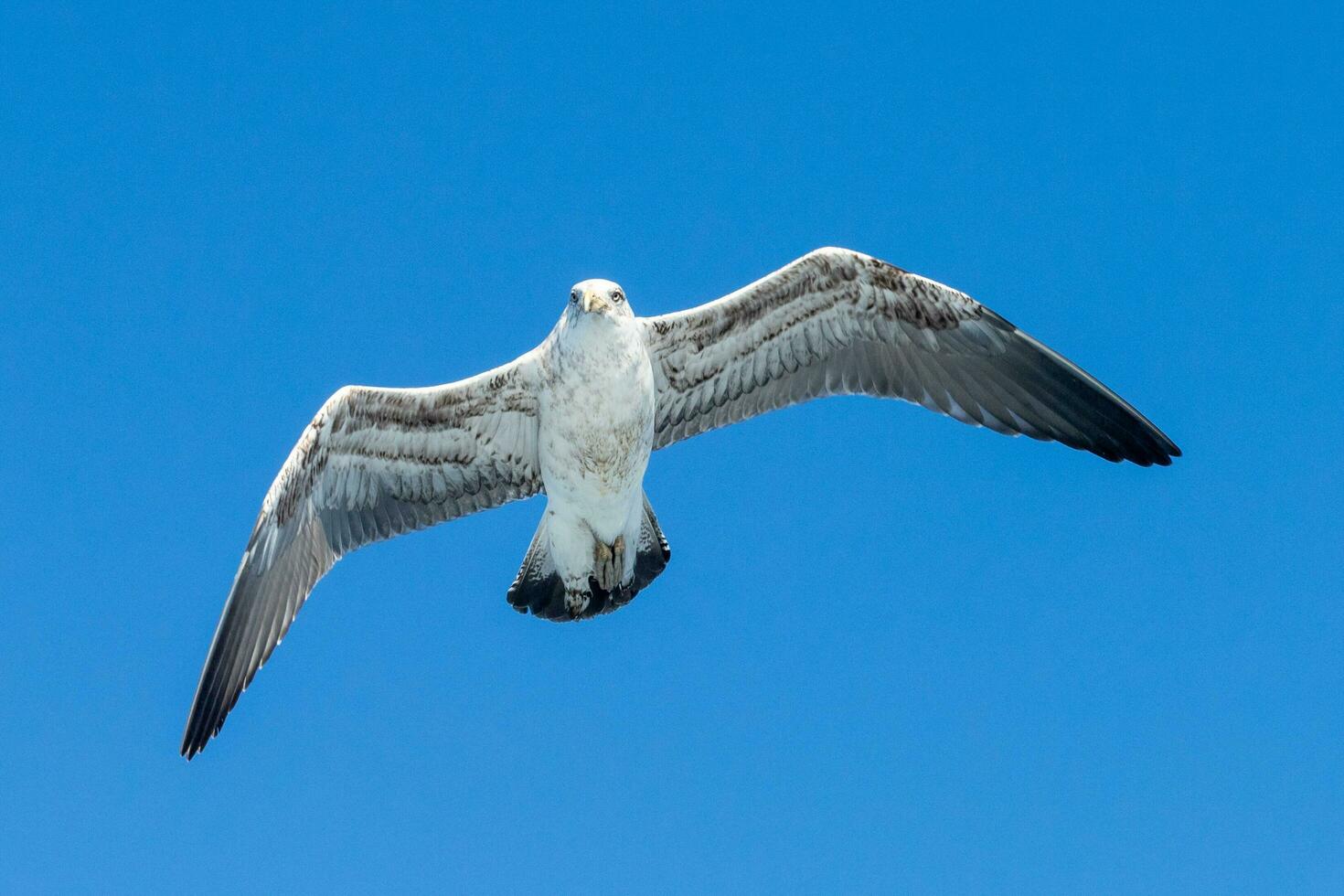 Süd- schwarz unterstützt Möwe foto