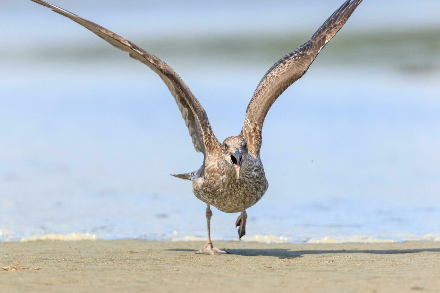 Süd- schwarz unterstützt Möwe foto