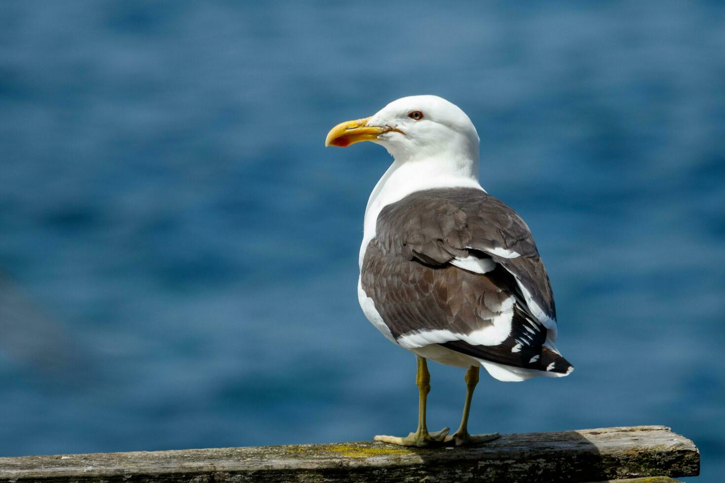 Süd- schwarz unterstützt Möwe foto