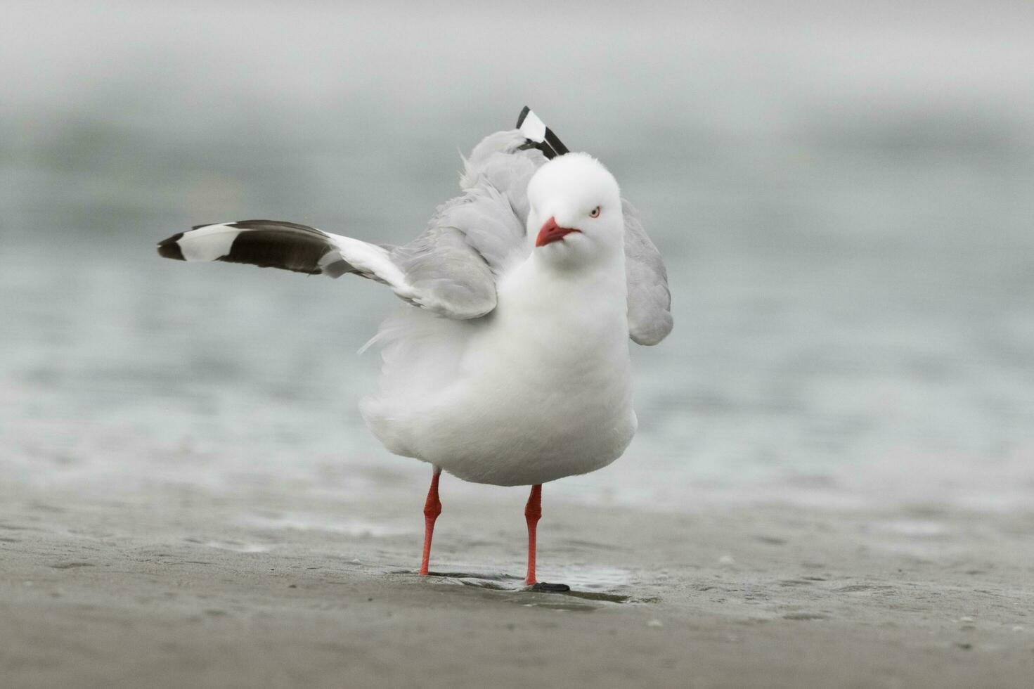 rot in Rechnung gestellt Möwe im Neu Neuseeland foto