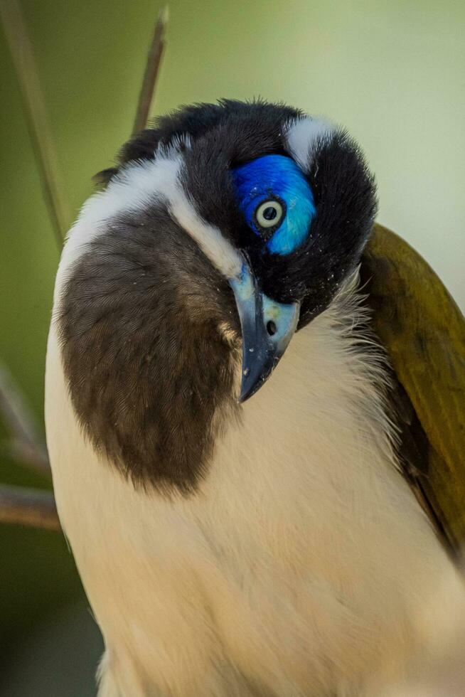 Blau konfrontiert Honigfresser foto