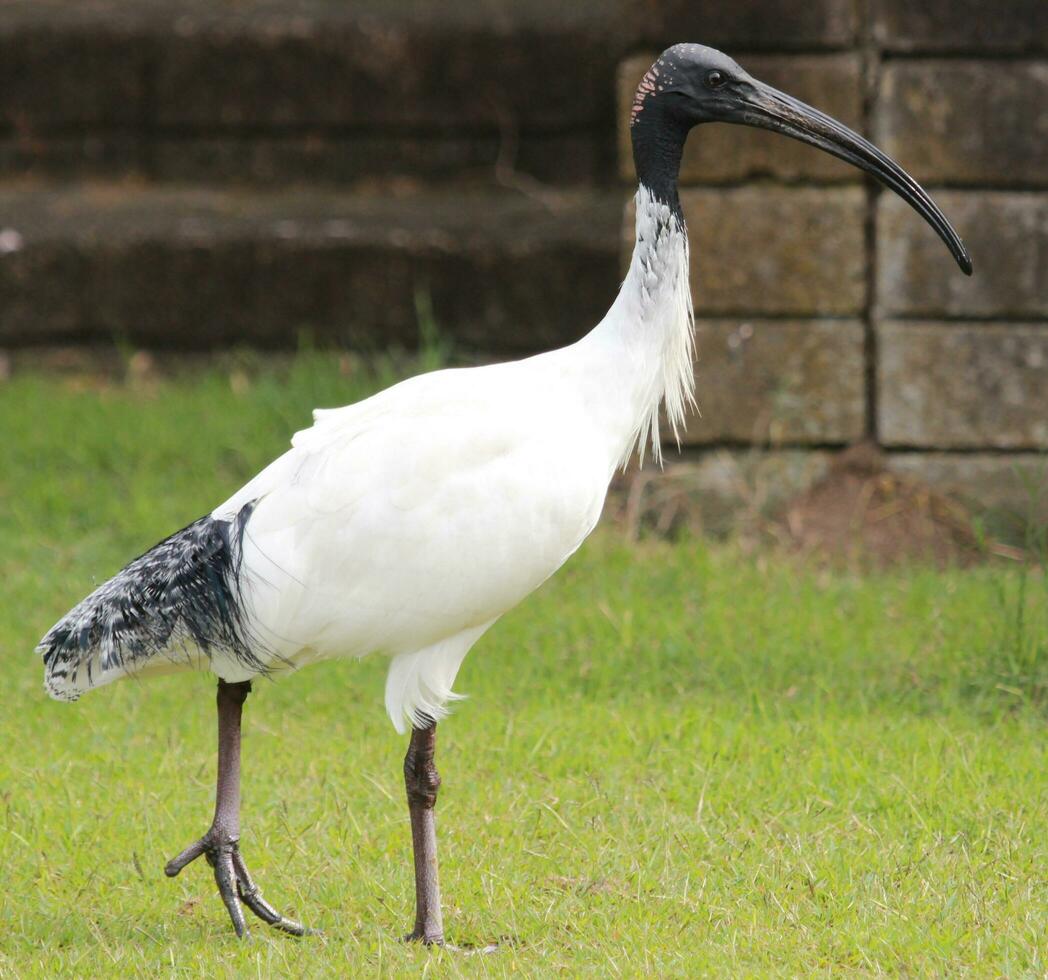 australischer weißer ibis foto