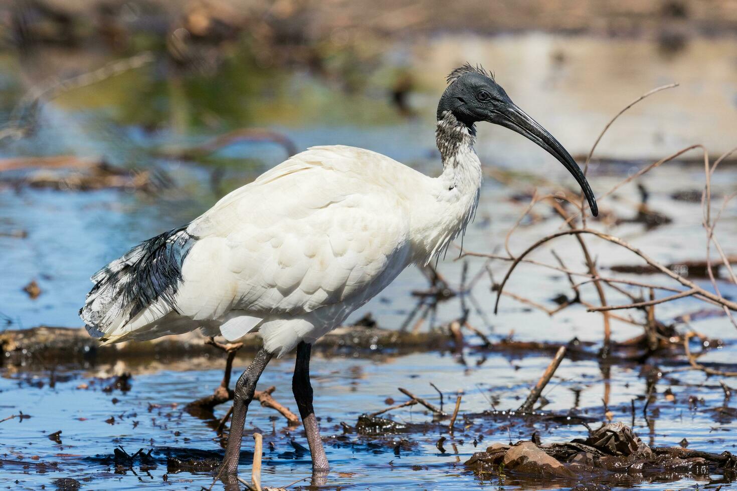 australischer weißer ibis foto