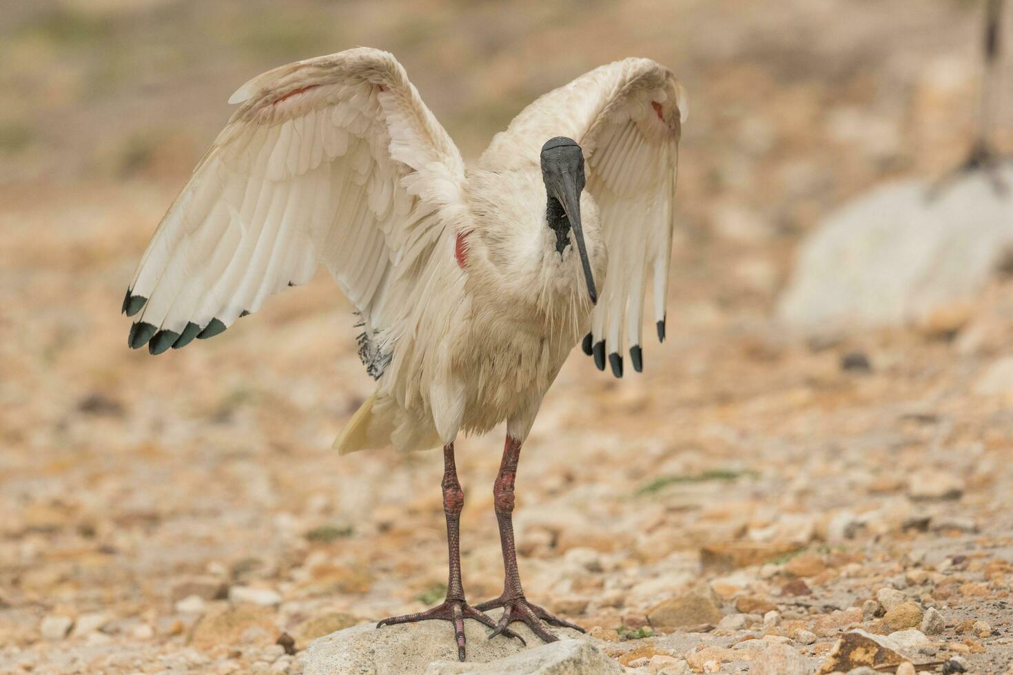 australischer weißer ibis foto