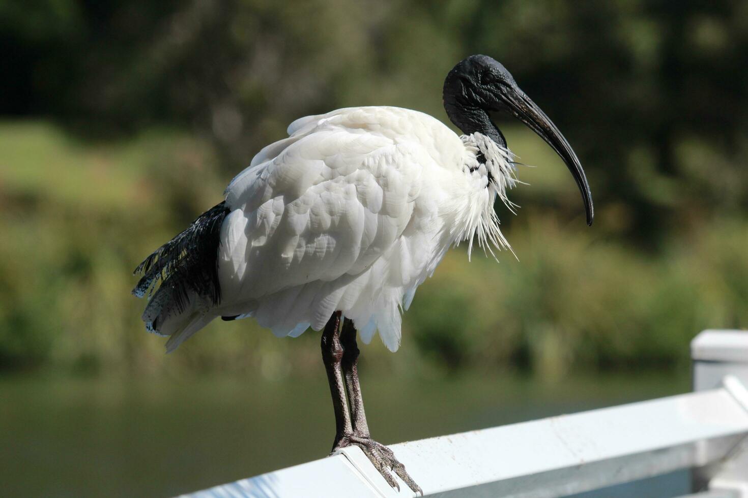 australischer weißer ibis foto