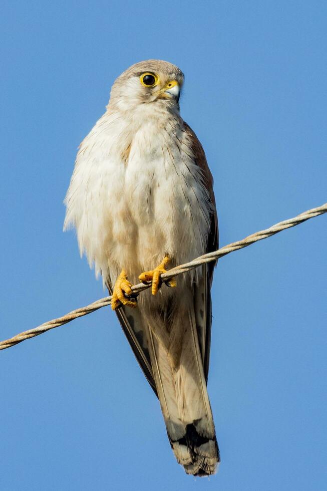 australisch Nanking Turmfalke foto