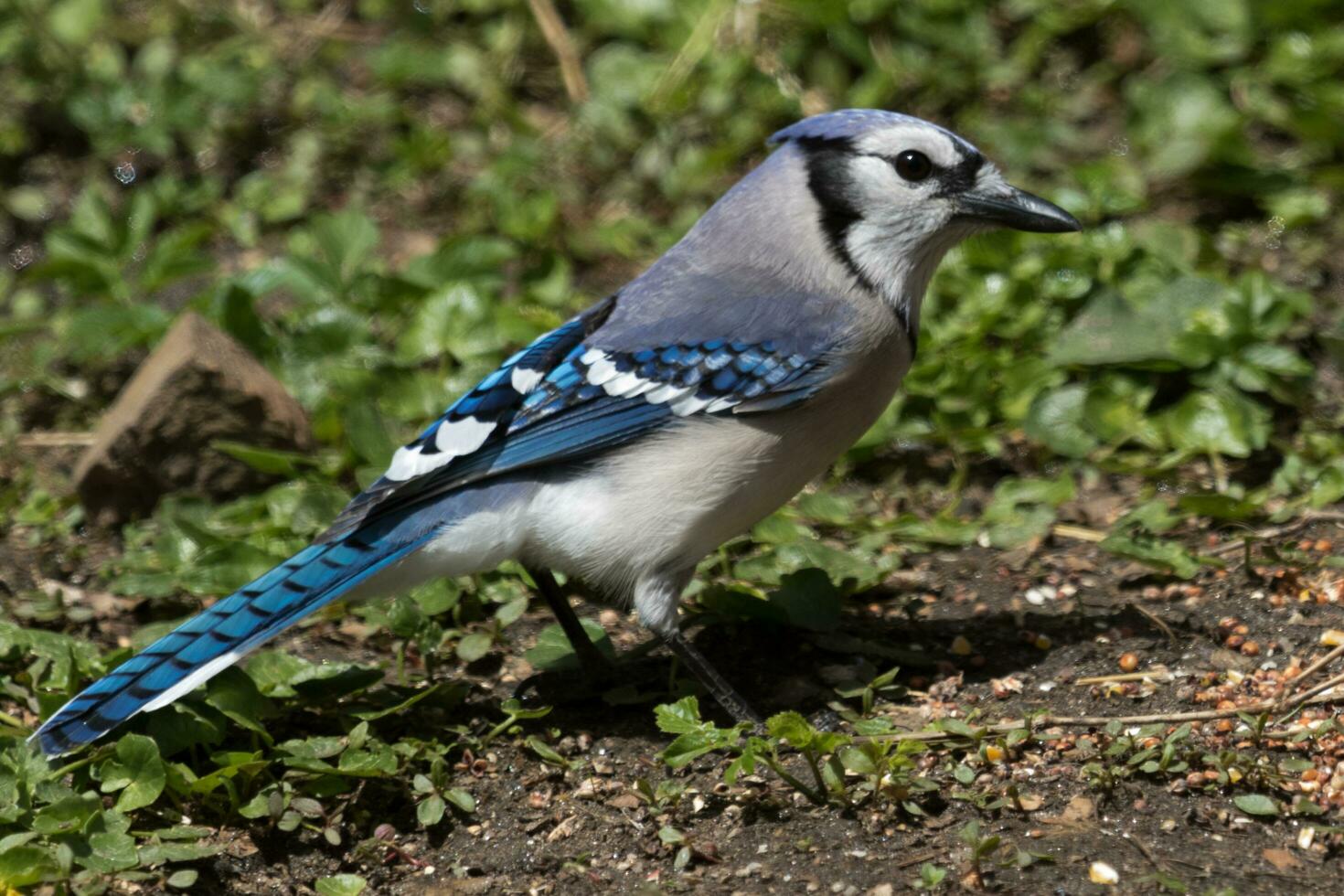 Blau Jay im USA foto