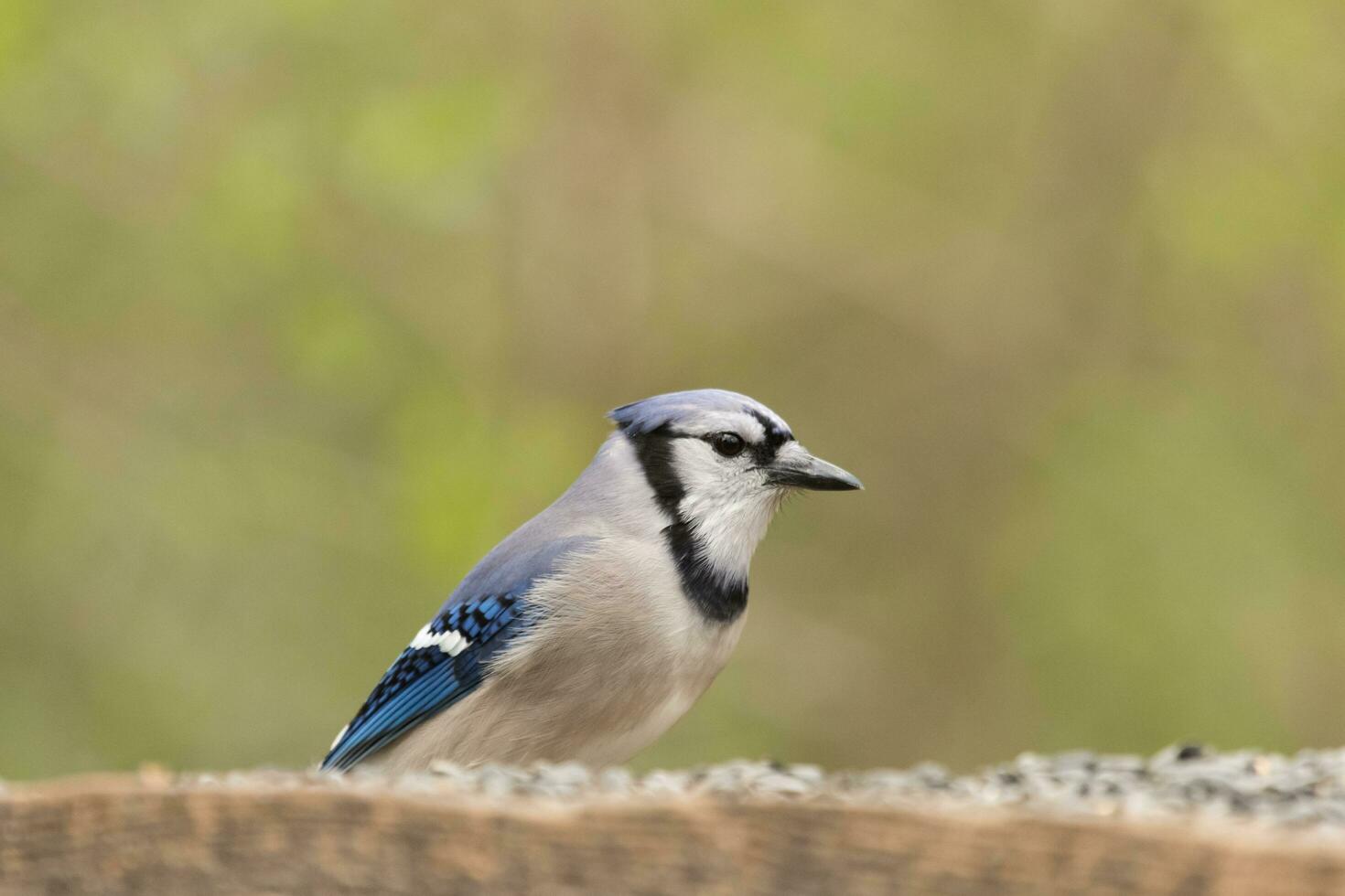 Blau Jay im USA foto