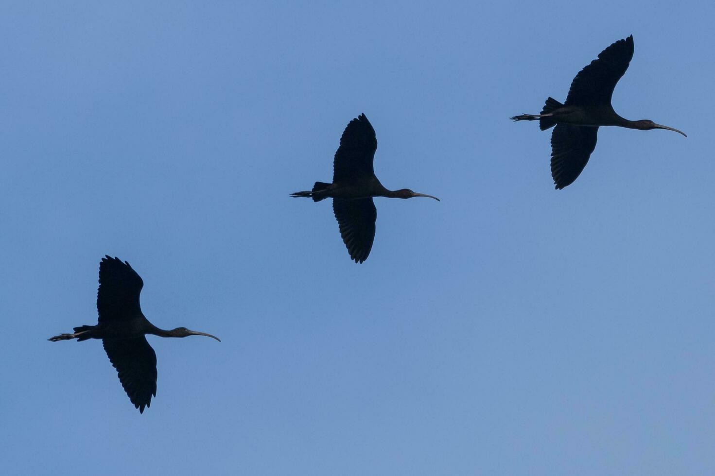 glänzend ibis im Australien foto