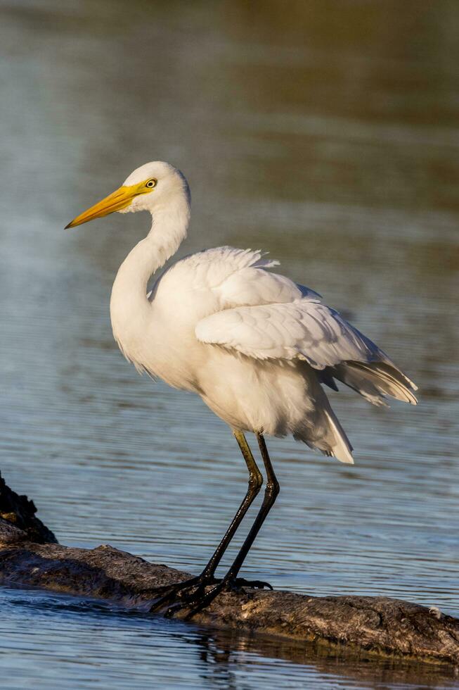 mittlere Reiher im Australien foto