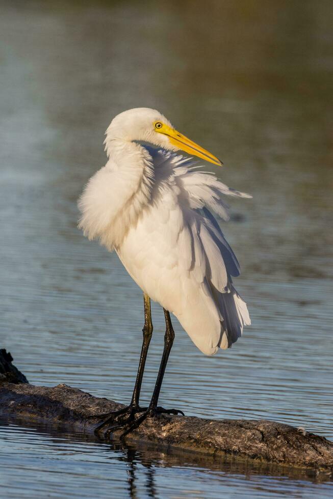 mittlere Reiher im Australien foto