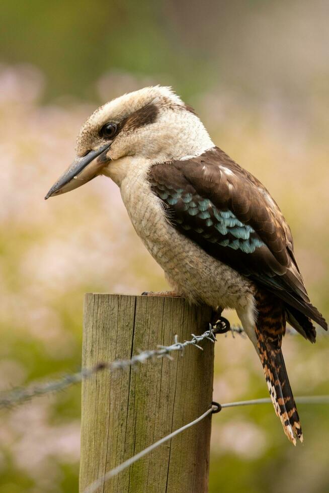 Lachen Kookaburra im Australien foto