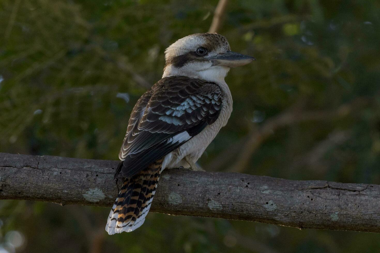 Lachen Kookaburra im Australien foto