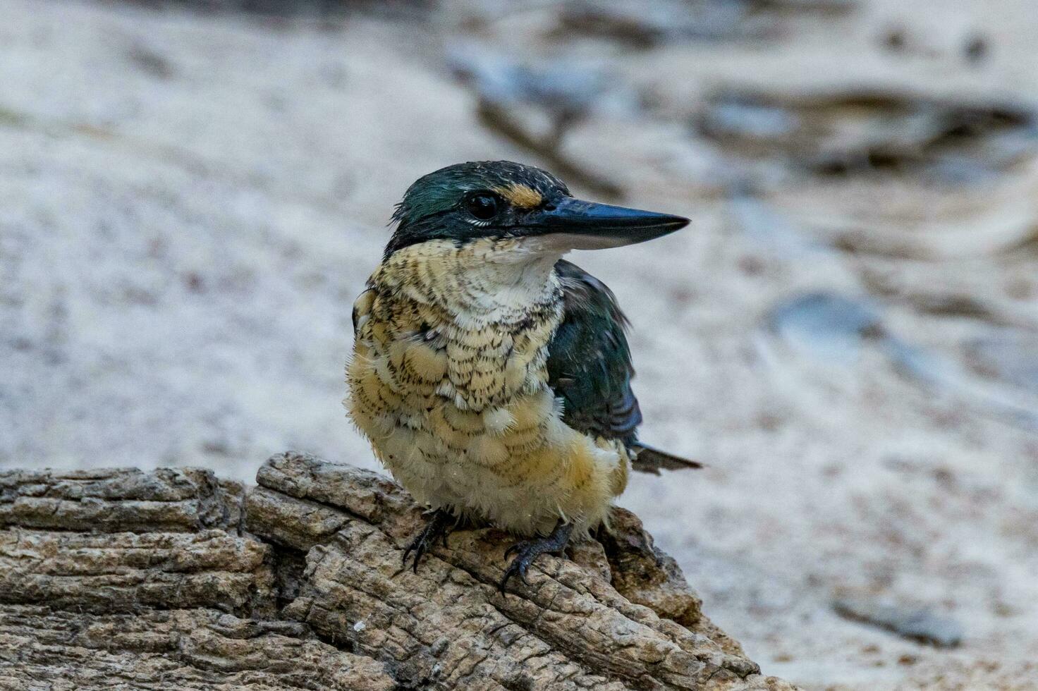 heilig Eisvogel im Australien foto