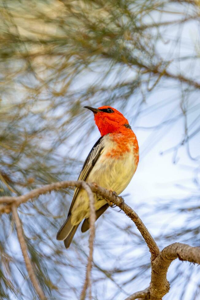 scharlachrot Honigfresser im Australien foto