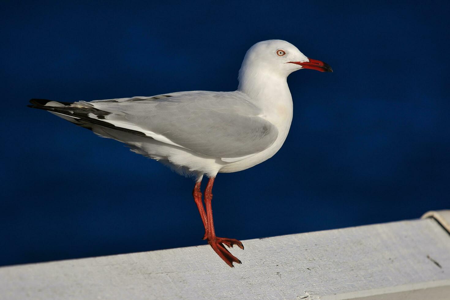 Silber Möwe im Australien foto