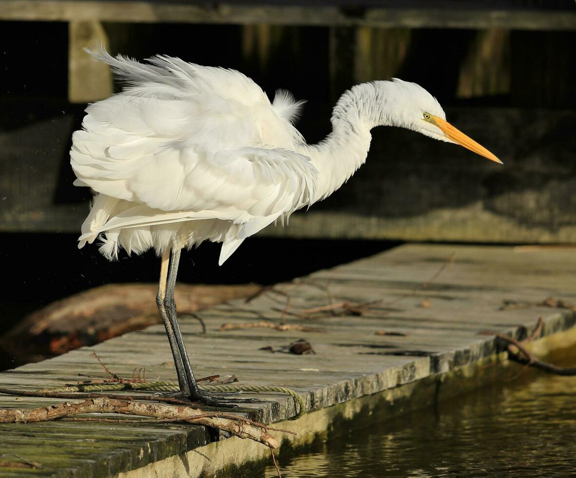 Weiß Reiher im Neu Neuseeland foto