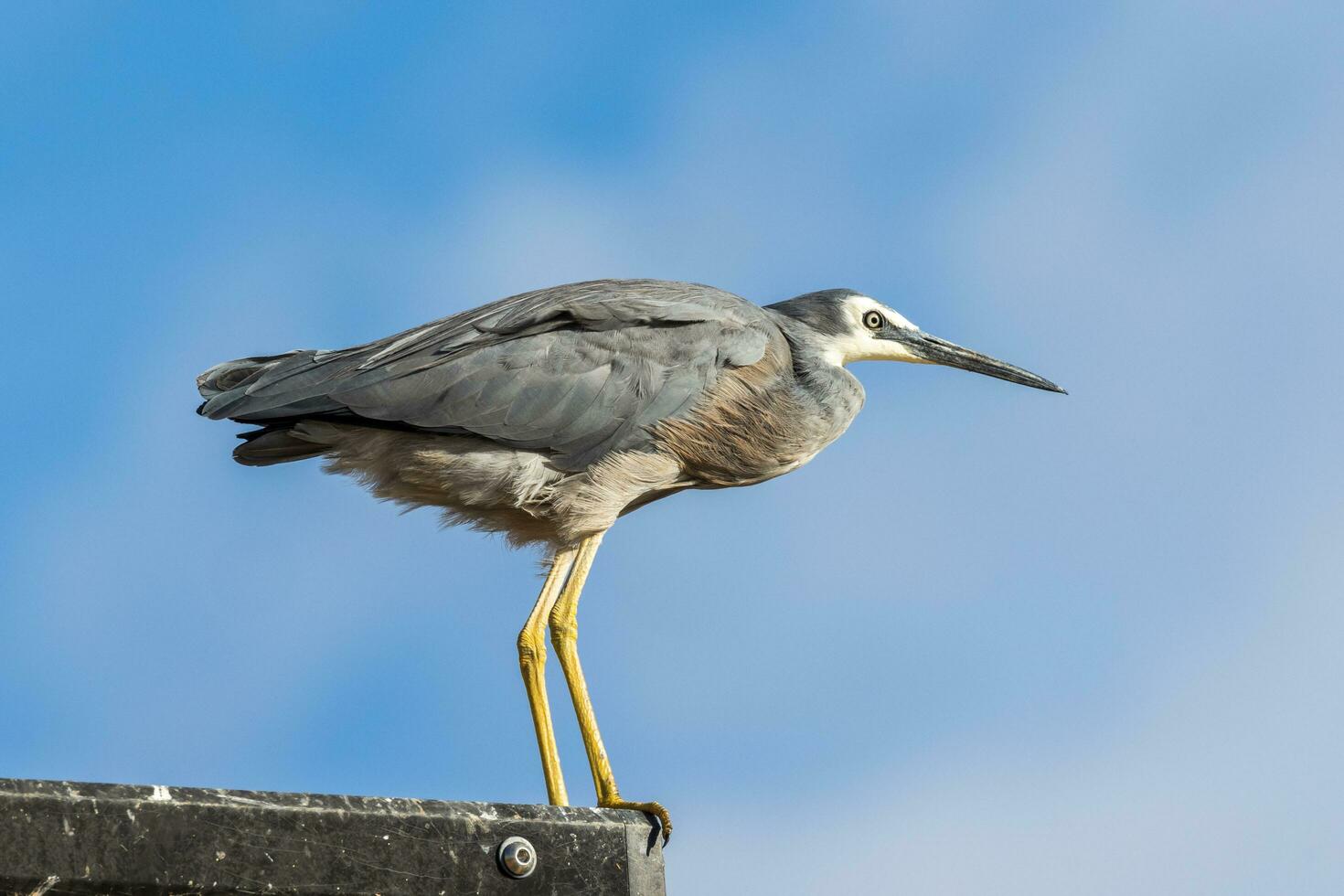 weißgesichtig Reiher im Australien foto