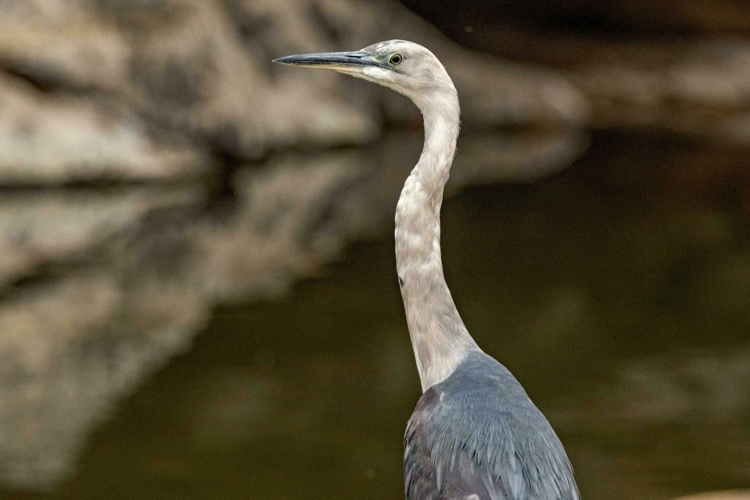 weißhalsig Reiher im Australien foto