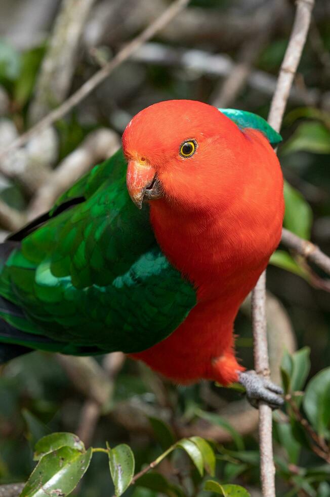 australischer Königspapagei foto