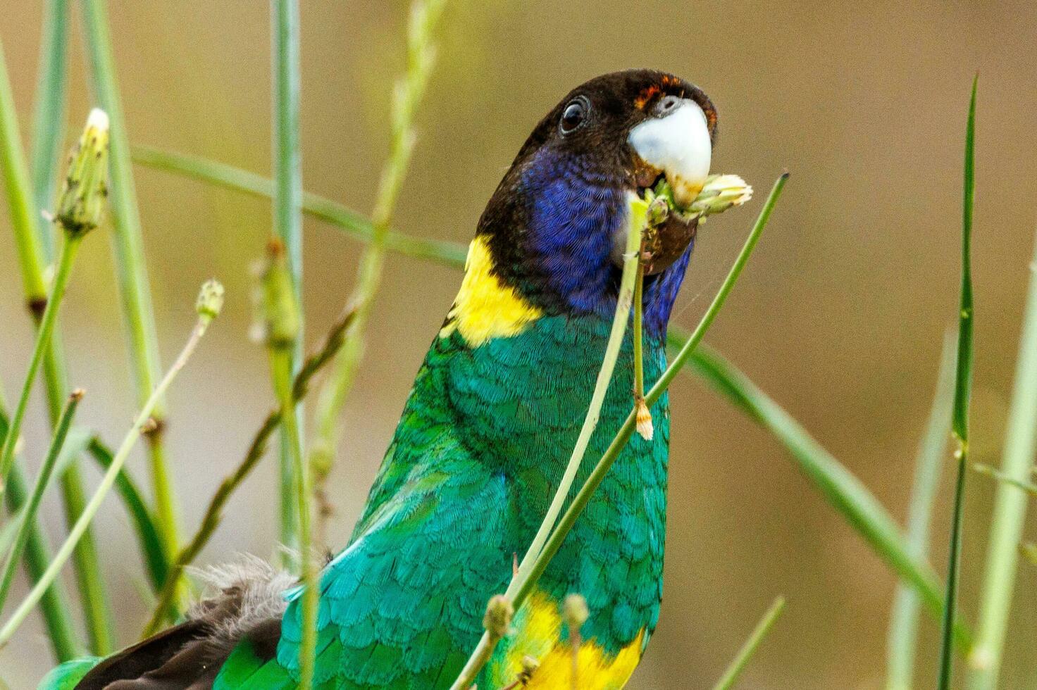 28 Ringneck Papagei foto