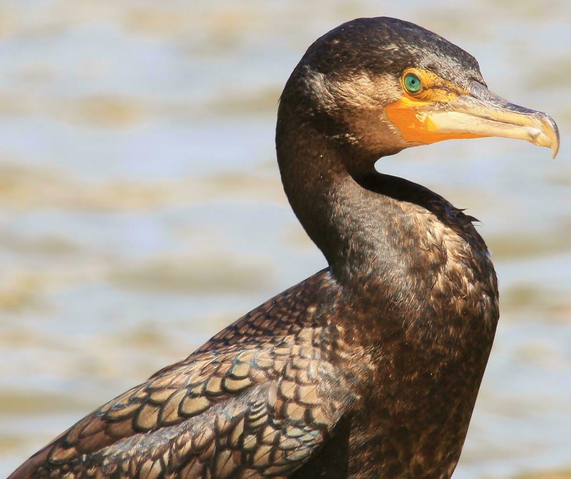 schwarz Shag Kormoran im Neu Neuseeland foto