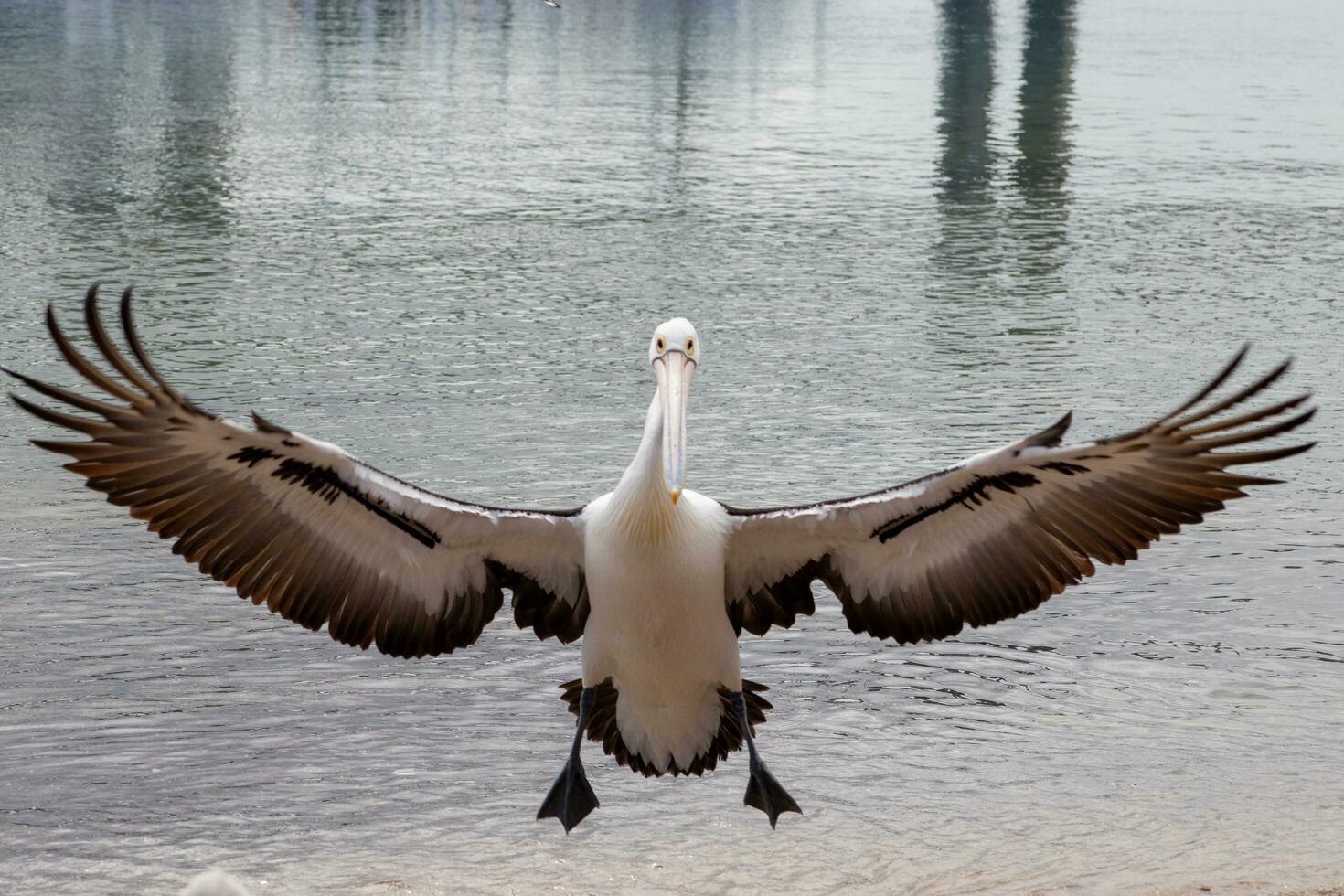 australisch Weiß Pelikan foto