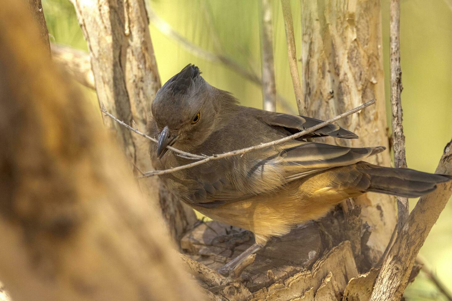mit Haube Glockenvogel im Australien foto