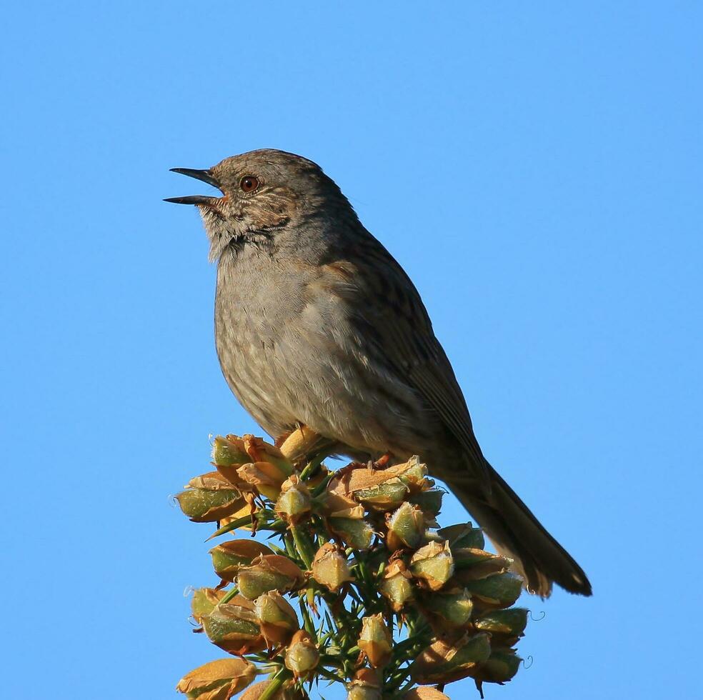 Dunnock Hecke Spatz foto