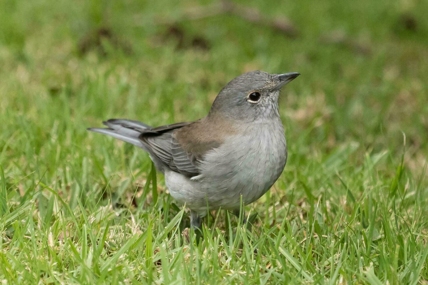 grau Würger Soor foto