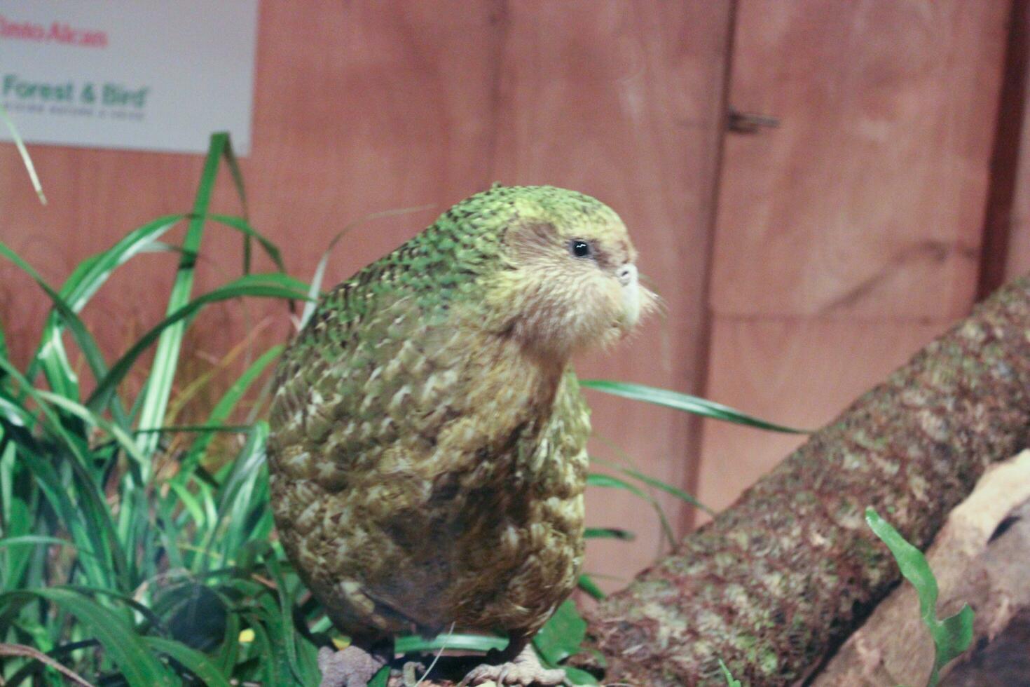 Kakapo gefährdet Nacht Papagei von Neu Neuseeland foto