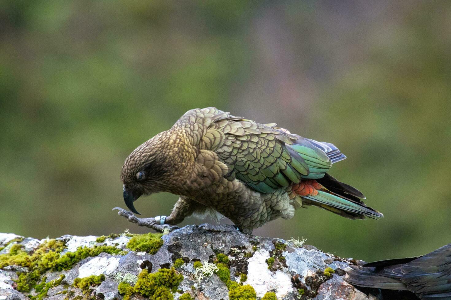 kea alpin Papagei von Neu Neuseeland foto