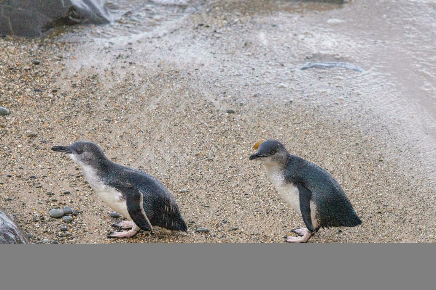 wenig Blau oder Fee Pinguin foto