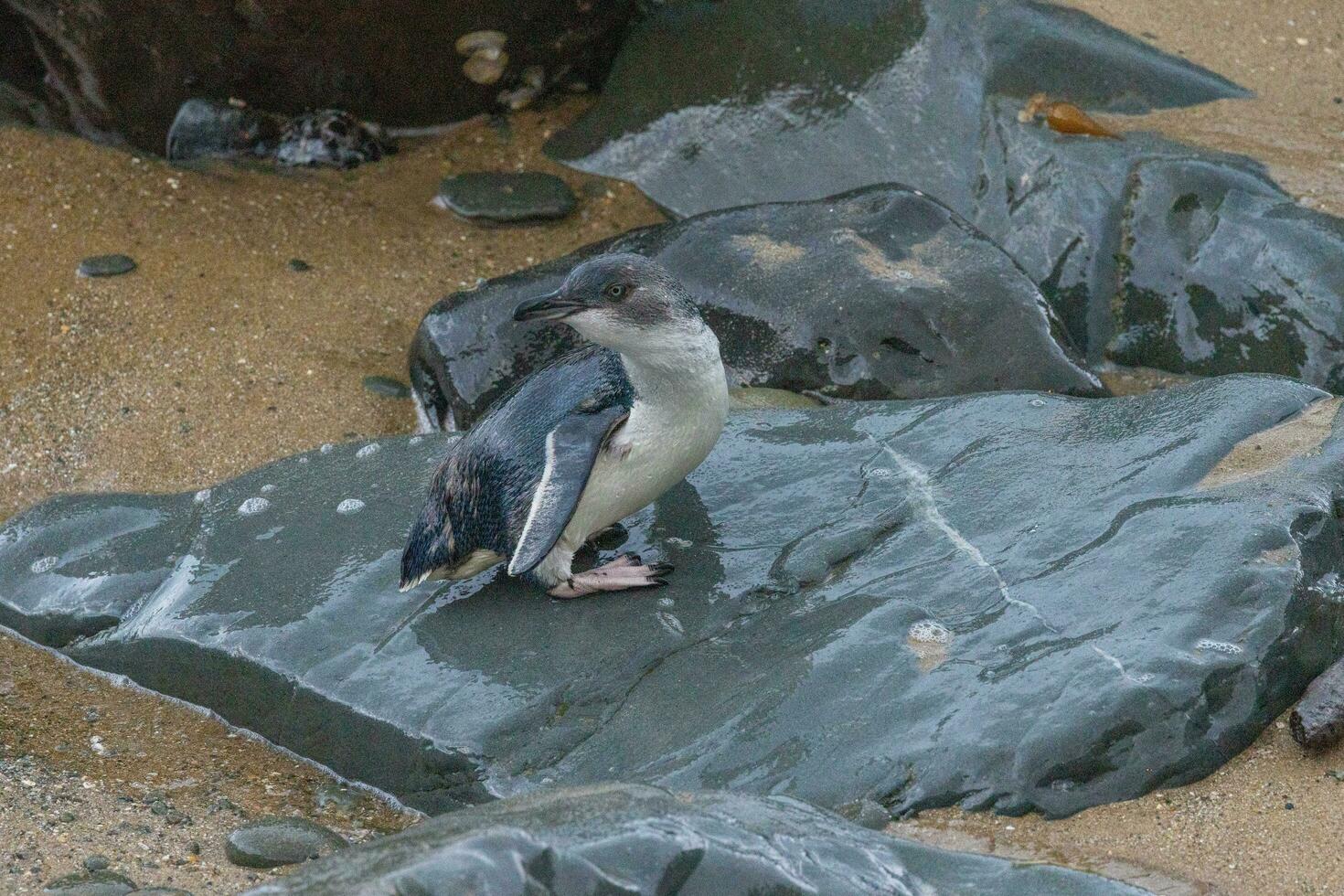 wenig Blau oder Fee Pinguin foto