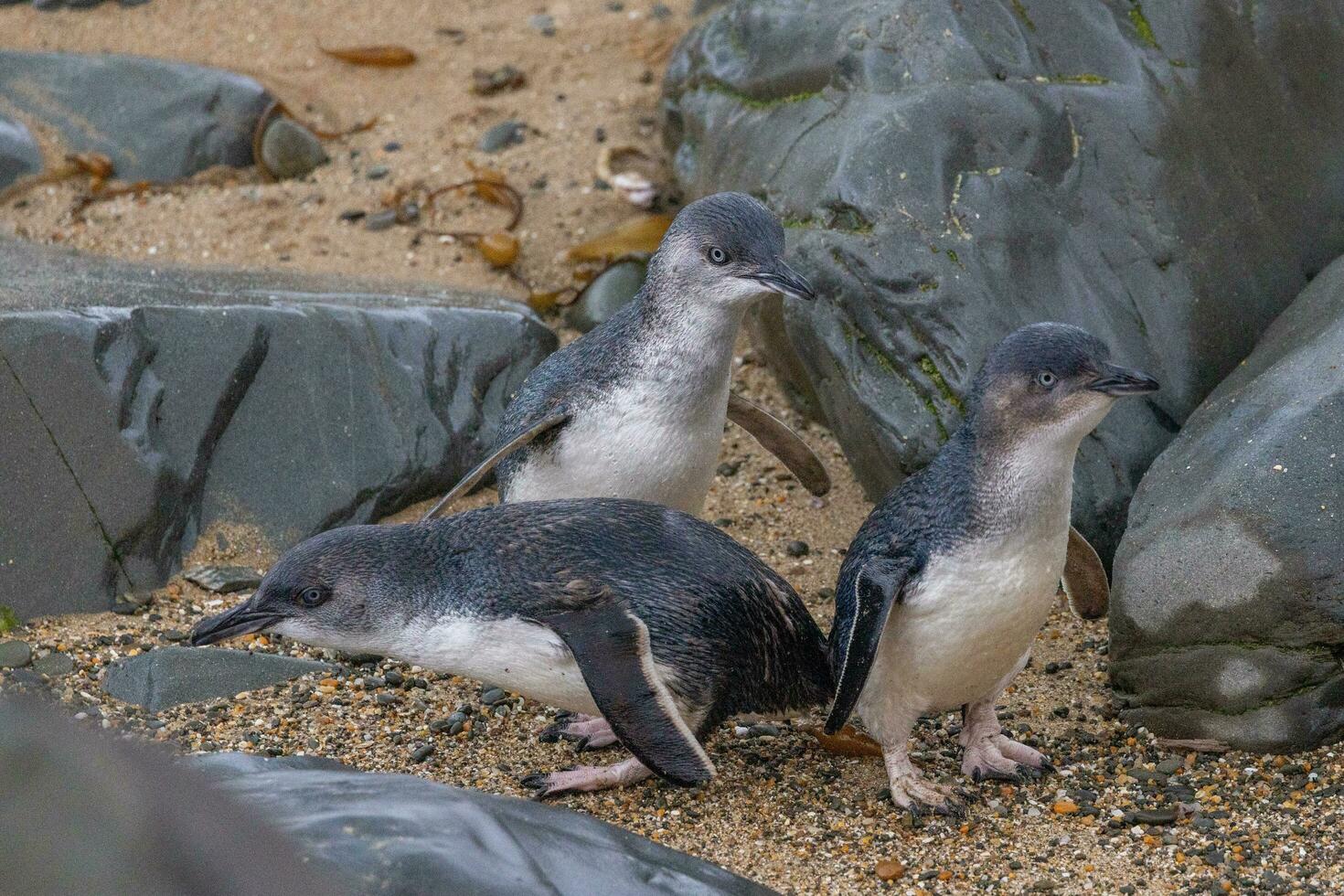 wenig Blau oder Fee Pinguin foto