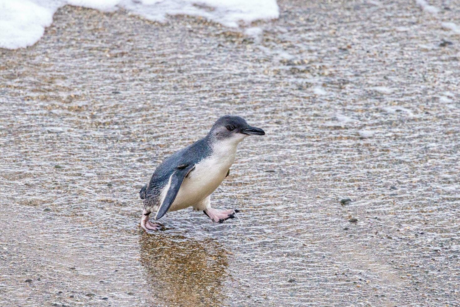 wenig Blau oder Fee Pinguin foto