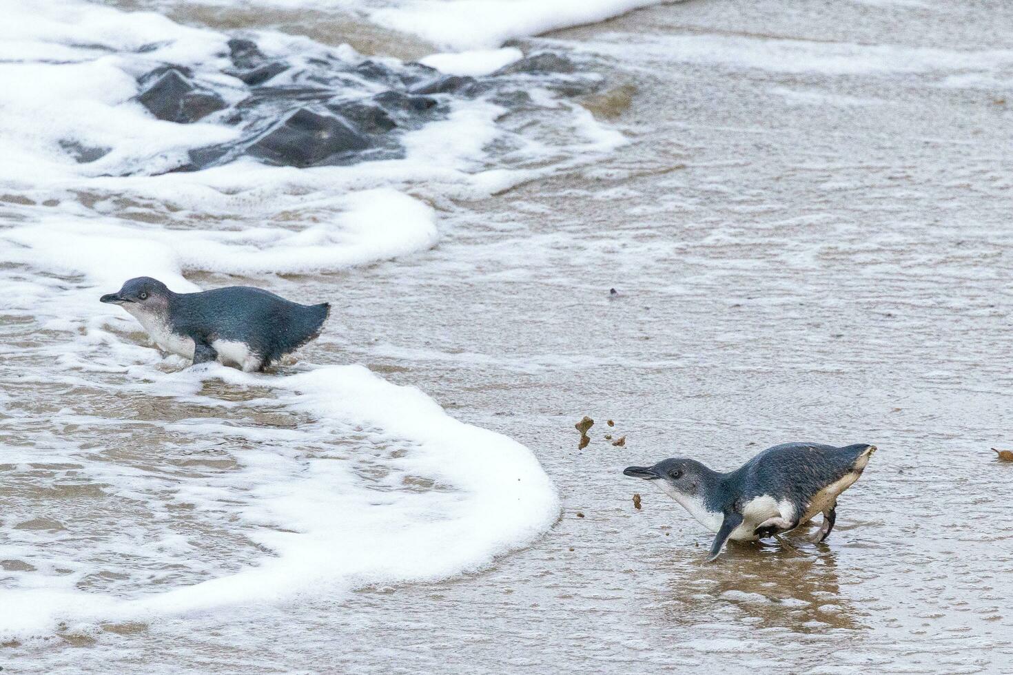 wenig Blau oder Fee Pinguin foto