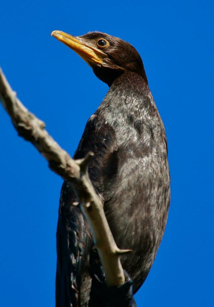 wenig Shag im Neu Neuseeland foto