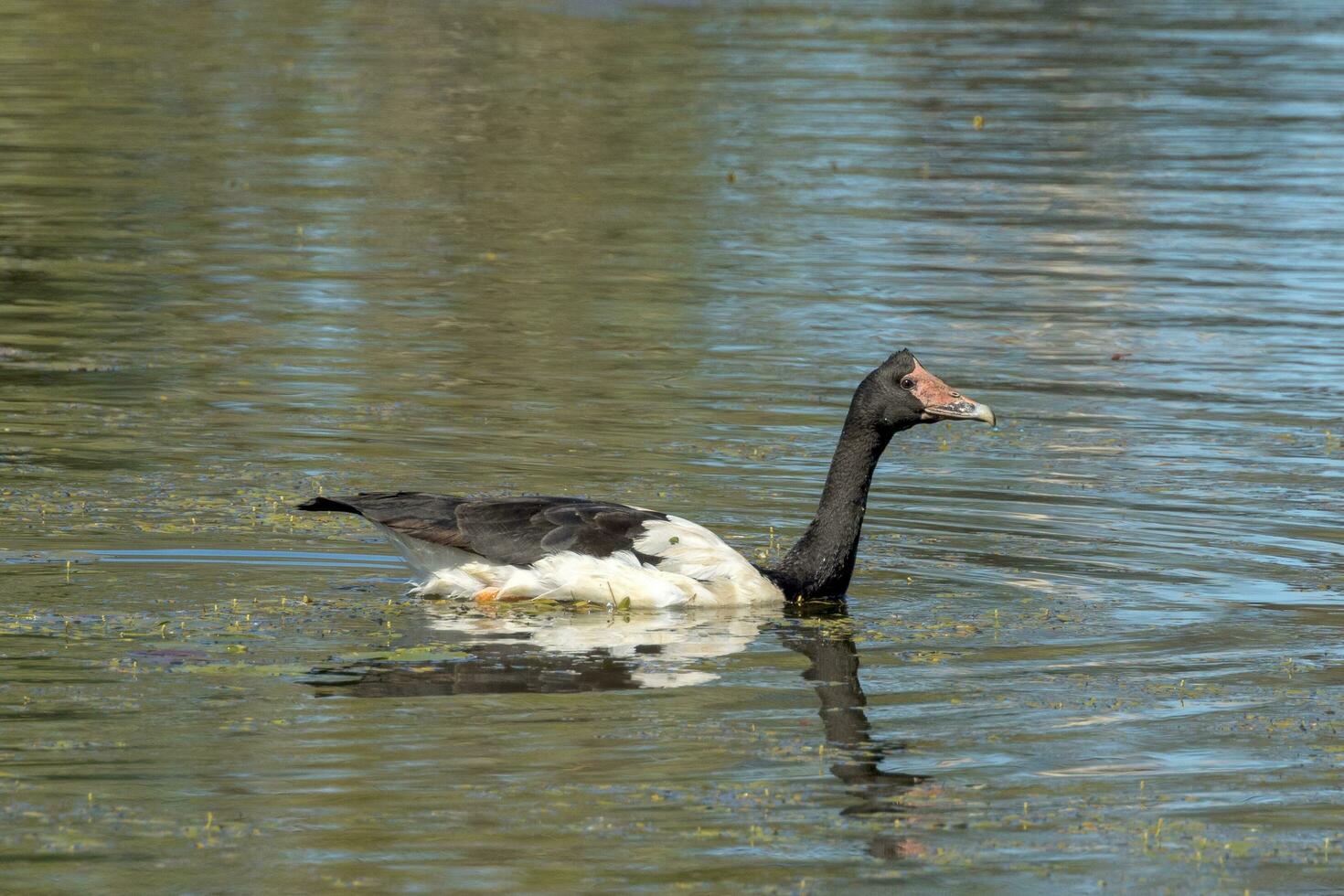 Elster Gans von Australien foto