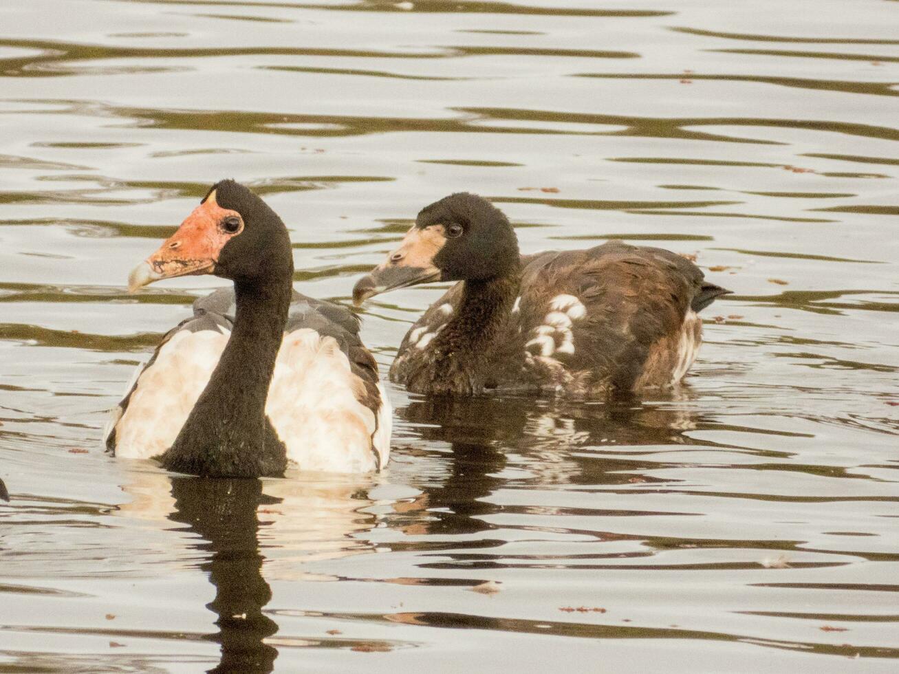 Elster Gans von Australien foto