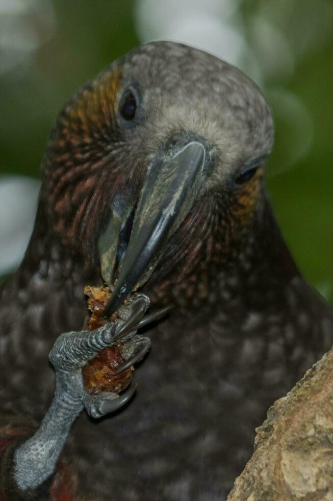 Norden Insel kaka Papagei foto