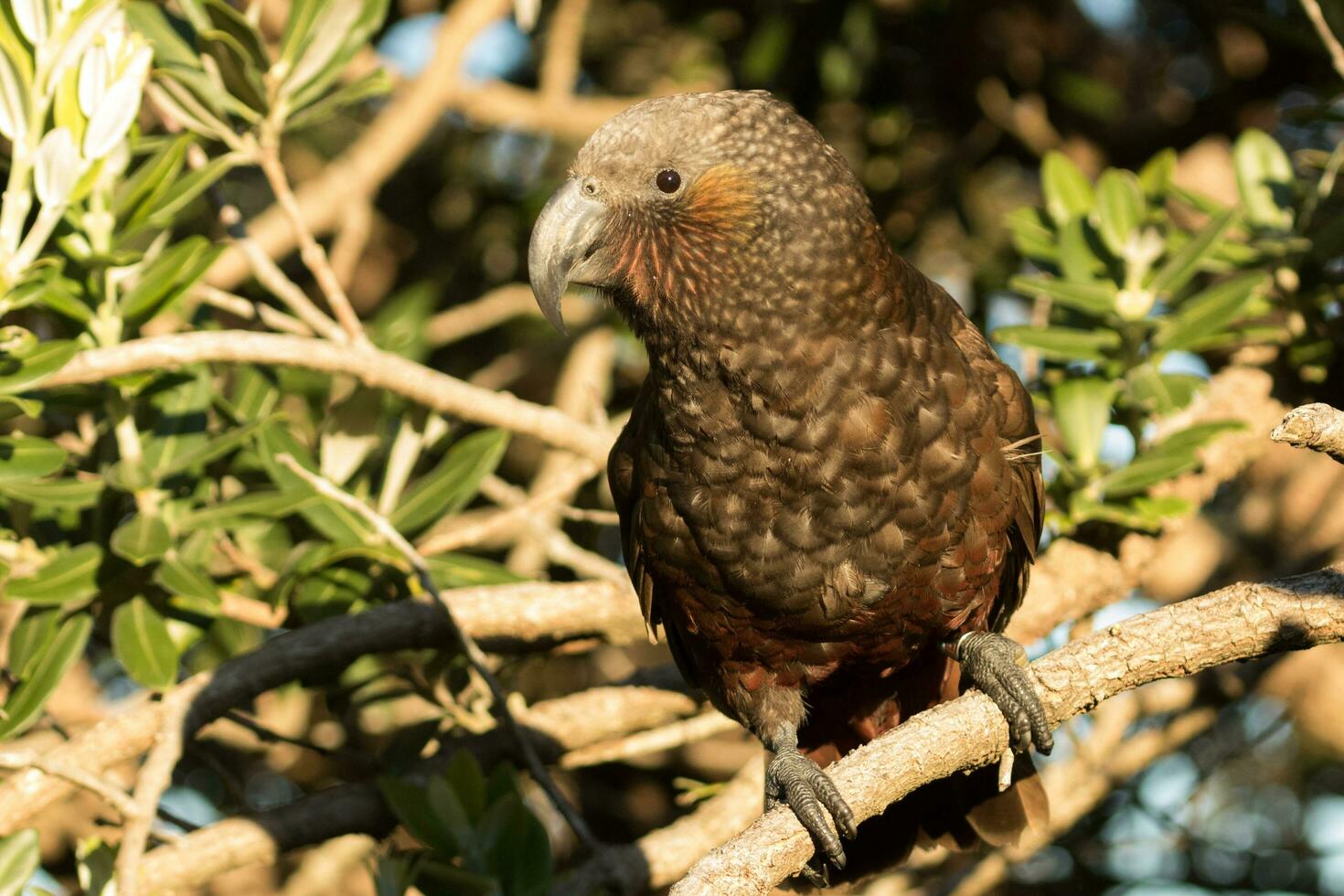 Norden Insel kaka Papagei foto