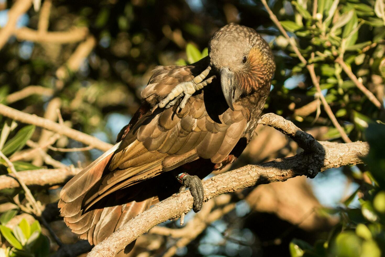 Norden Insel kaka Papagei foto