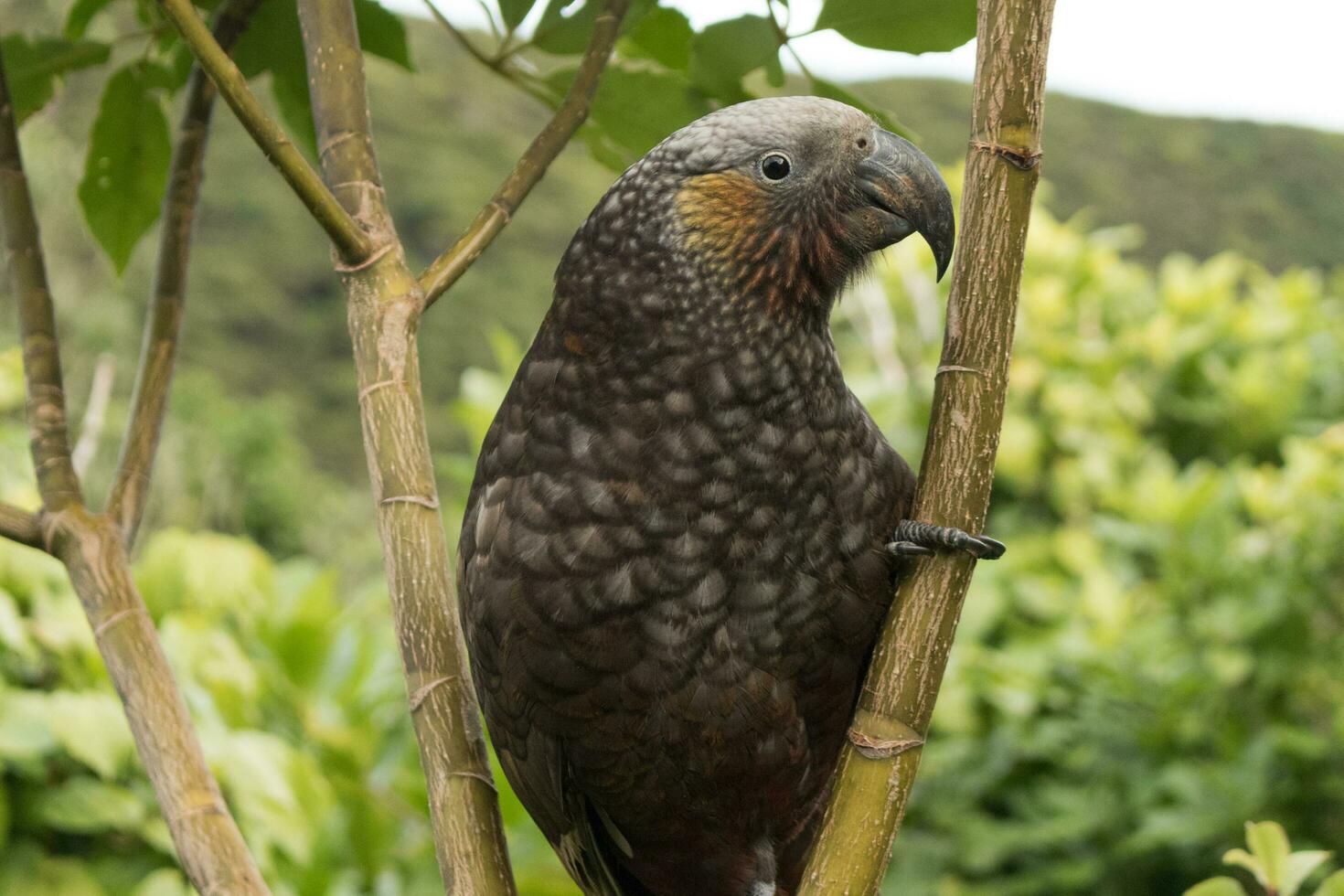 Norden Insel kaka Papagei foto