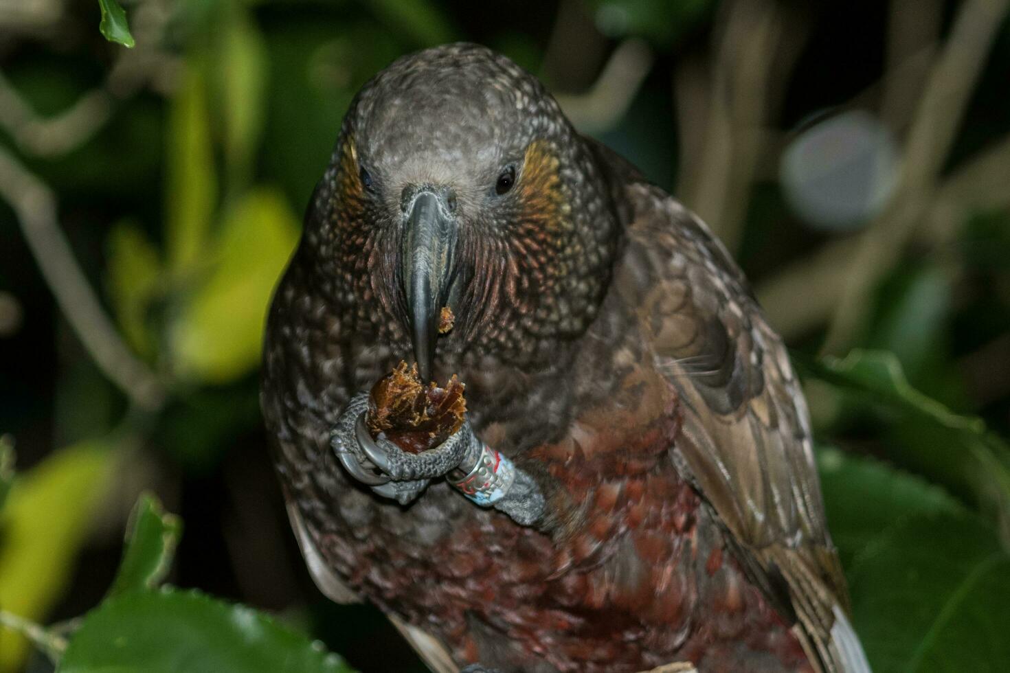 Norden Insel kaka Papagei foto