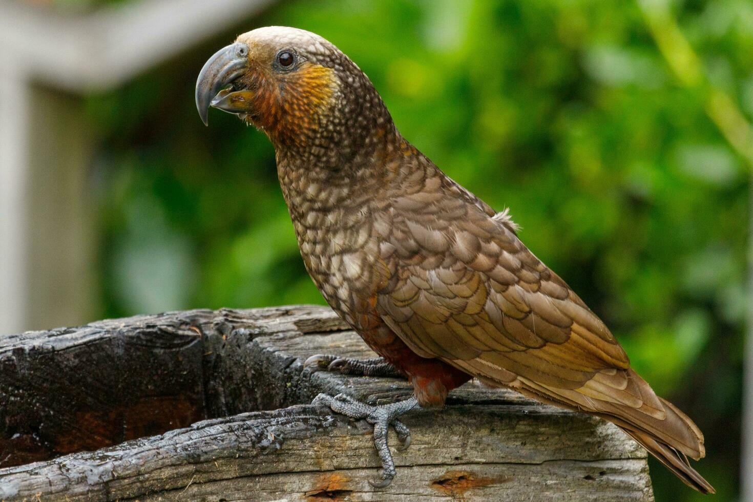 Norden Insel kaka Papagei foto