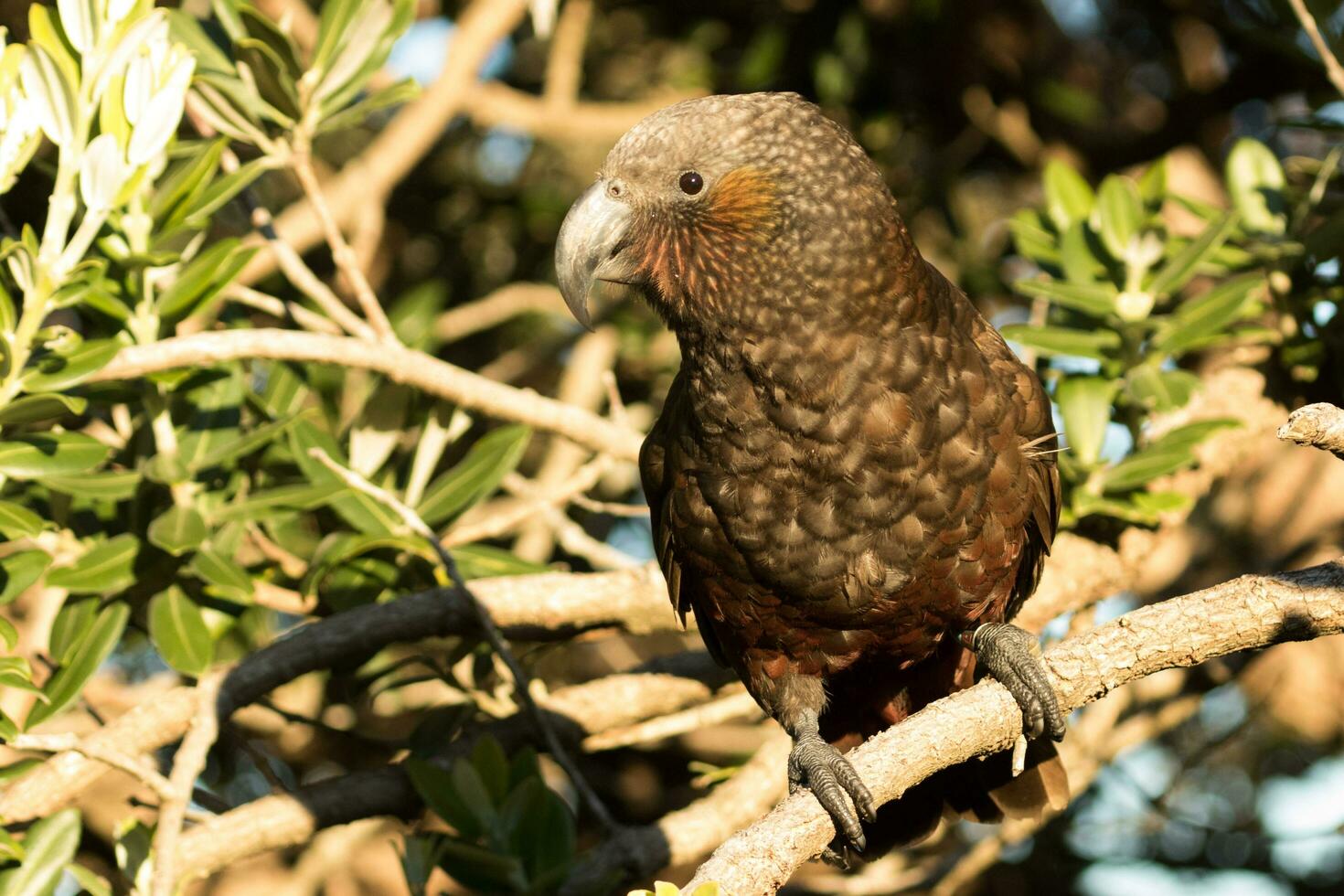 Norden Insel kaka Papagei foto